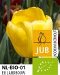 BIO Tulip Novu Sun
